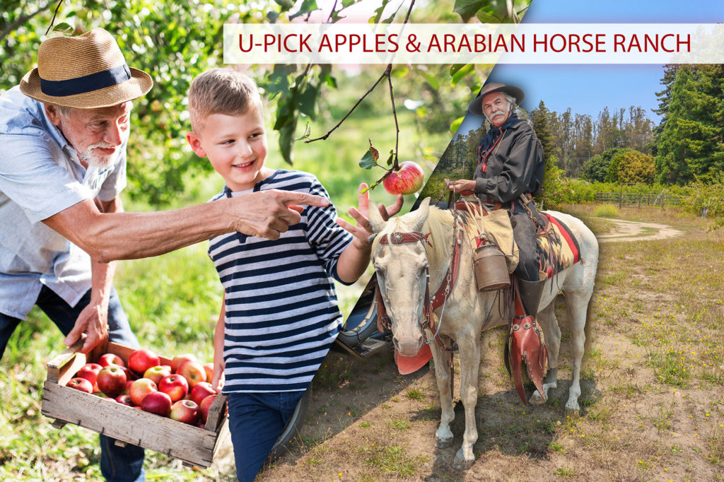 Life Under The Sun Santa Cruz U-Pick Farm Arabian Horse Ranch